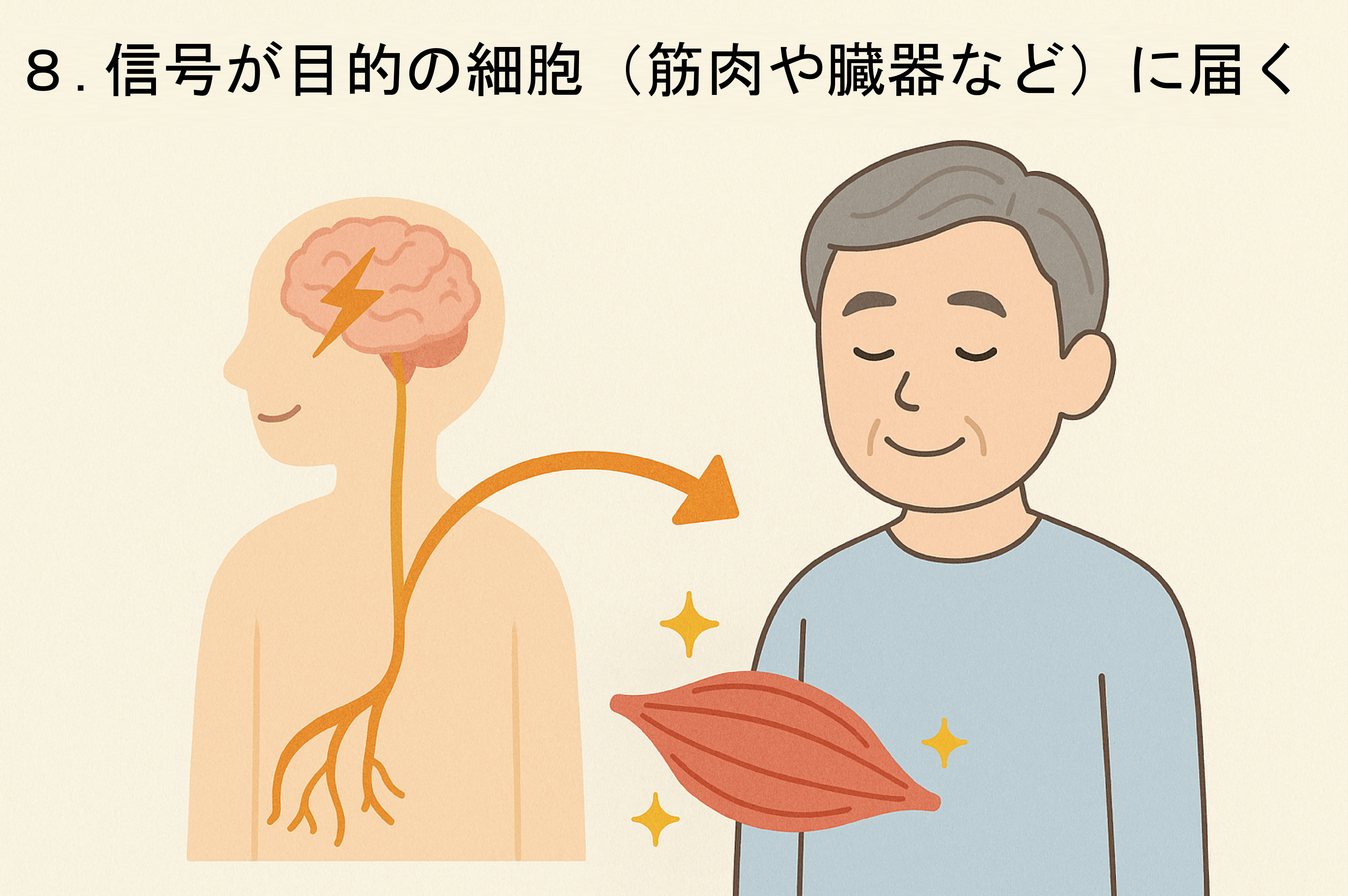 神経 ジョイ・ハート整体院 神経 ジョイ・ハート整体院