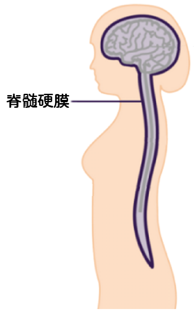 脊髄硬膜