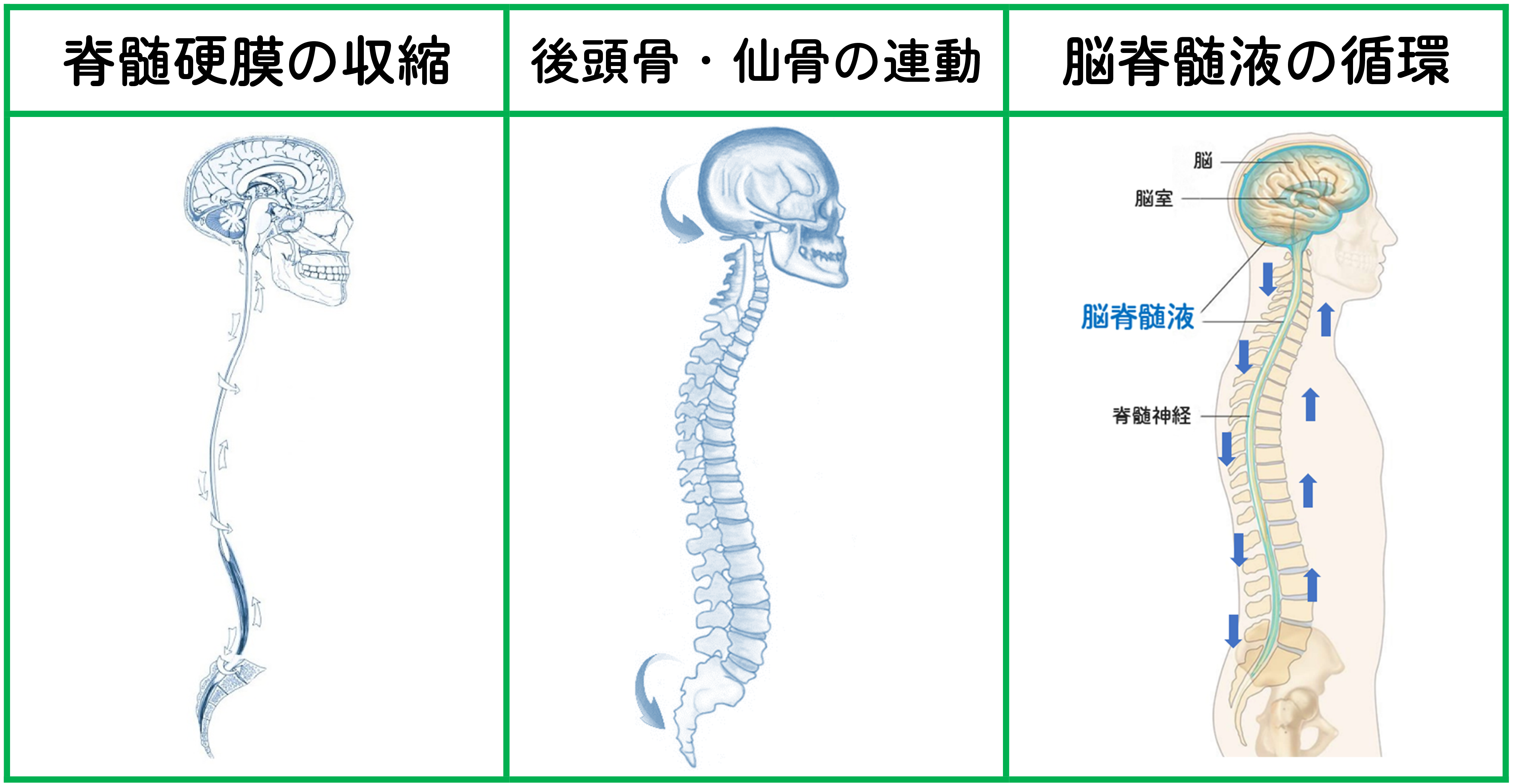 脊髄硬膜、仙骨後頭部、脳脊髄液