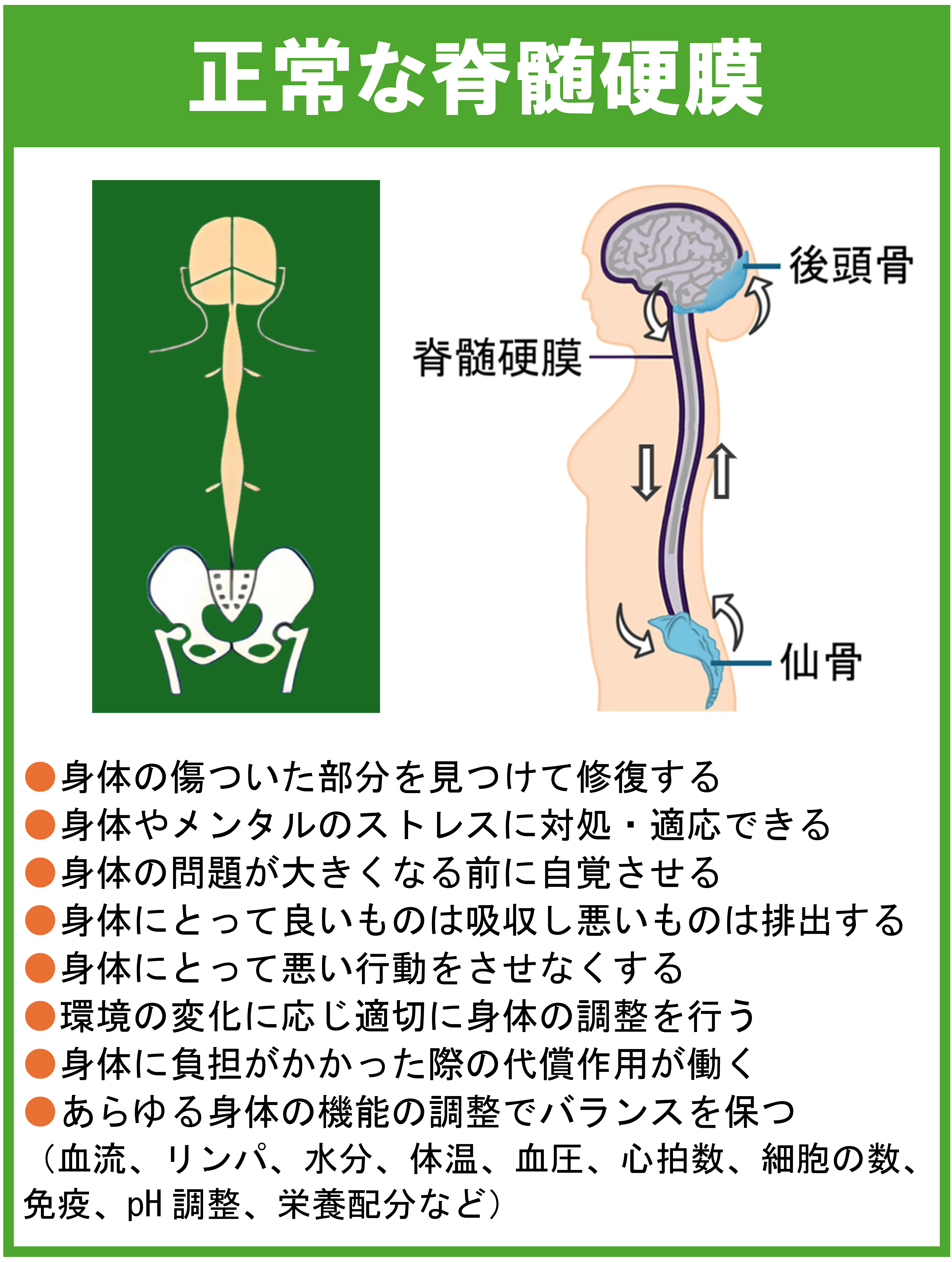 正常な脊髄硬膜