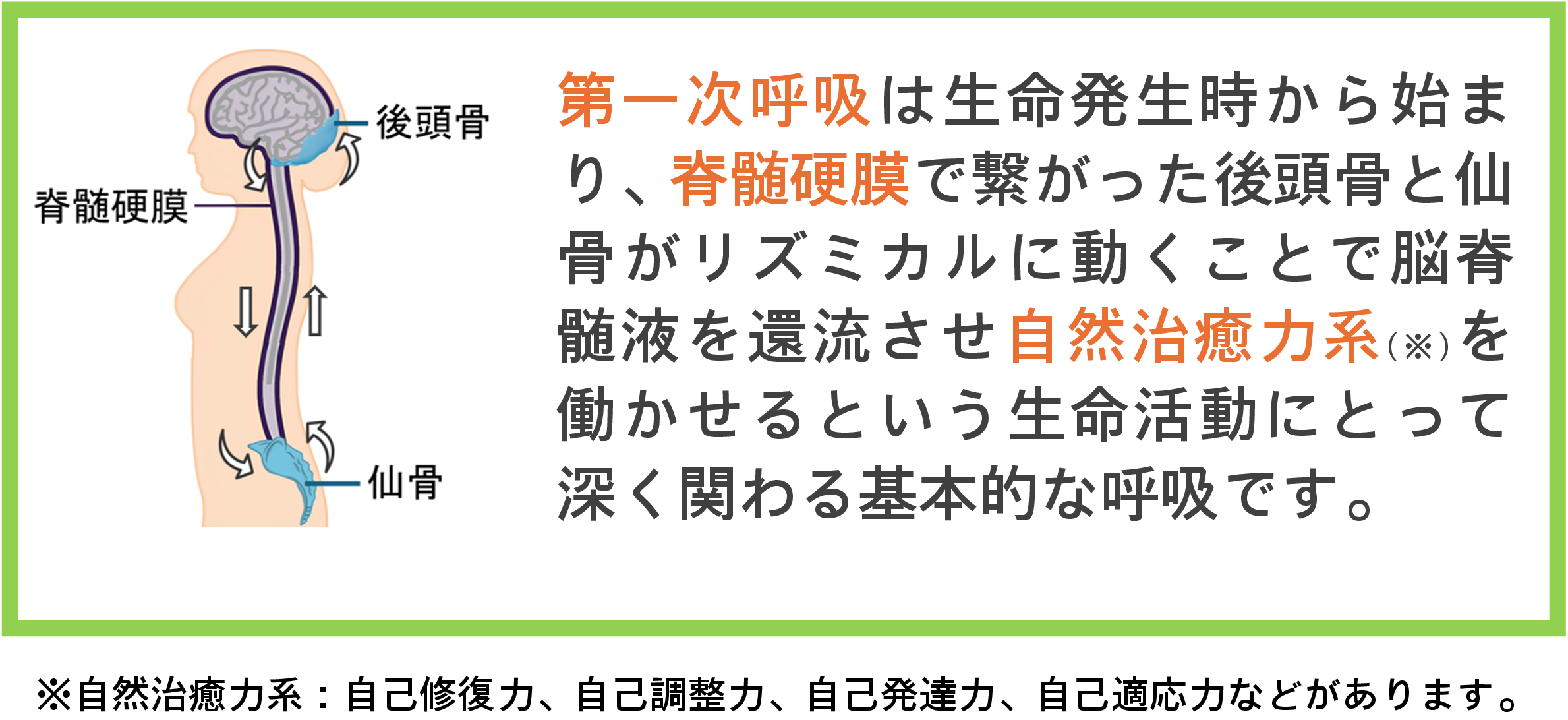 第一次呼吸メカニズム